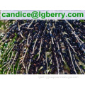 Natural Acai Berry Extract 5%-70%Anthocyanin/acai berry extract